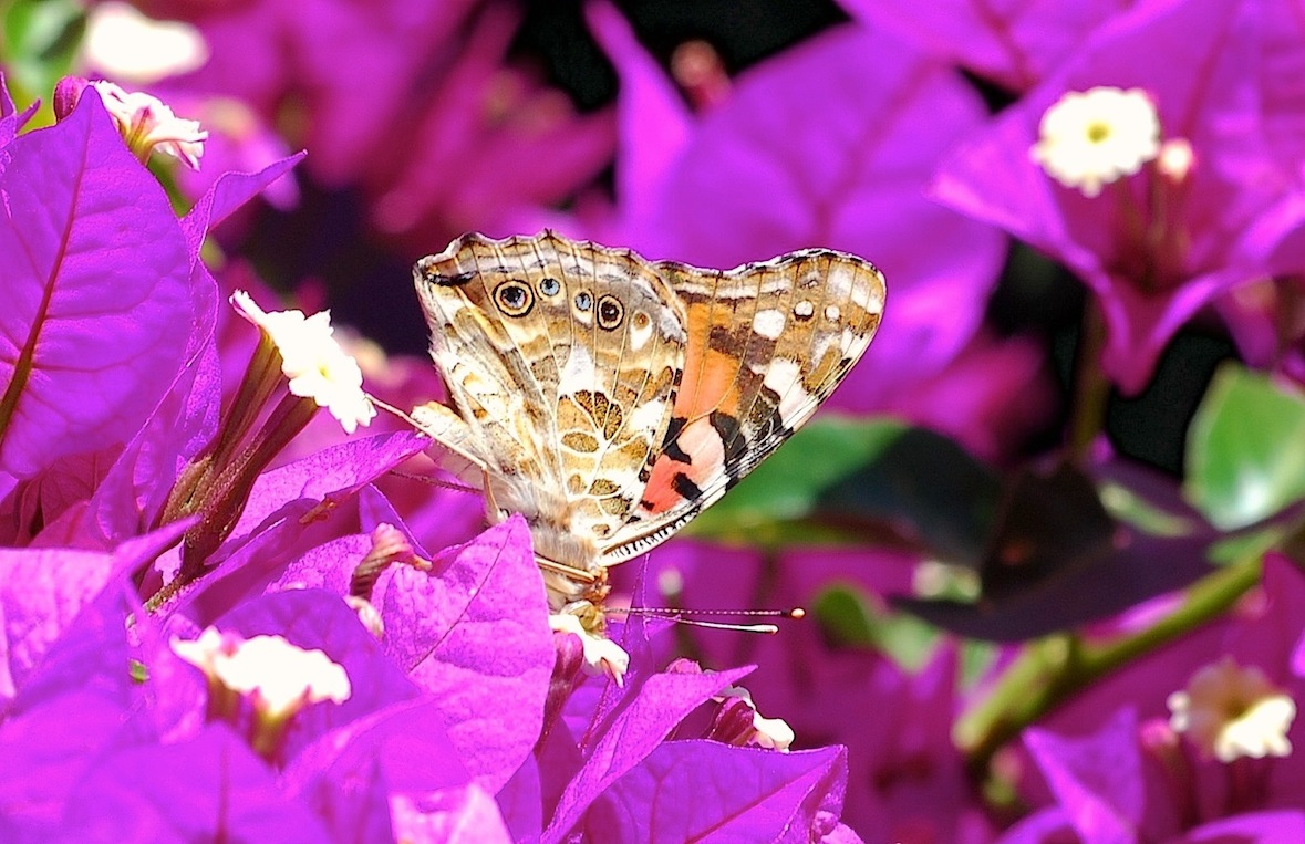 Vanessa cardui (Linnaeus, 1758)